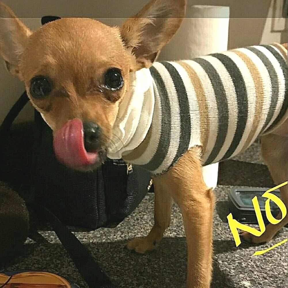 Chicken lil lips - My dog =)